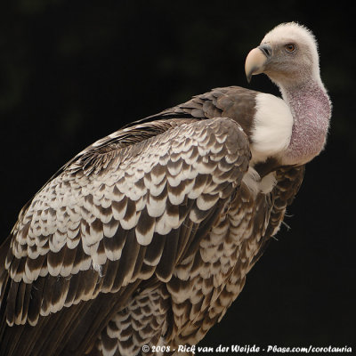 Rppells Gier / Rppell's Griffon Vulture