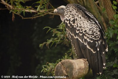 Rppells Gier / Rppells Griffon Vulture