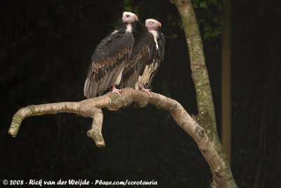 Witkopgier / White-Headed Vulture