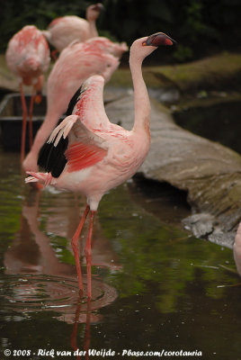 Kleine Flamingo / Lesser Flamingo