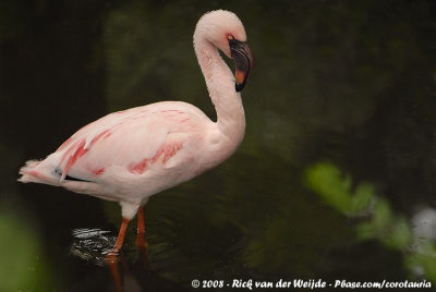 Lesser Flamingo  (Kleine Flamingo)