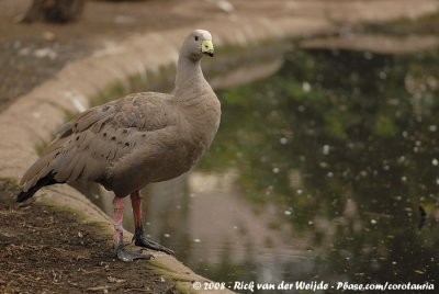 Hoendergans / Cereopsis Goose
