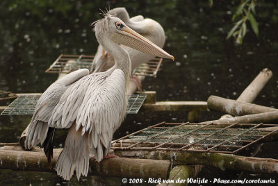 Kleine Pelikaan / Pink-Backed Pelican