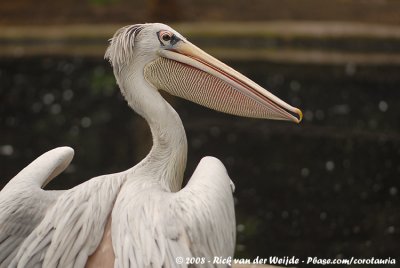 Kleine Pelikaan / Pink-Backed Pelican