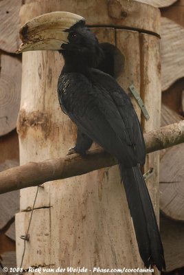 Zwarte Neushoornvogel / Black Hornbill