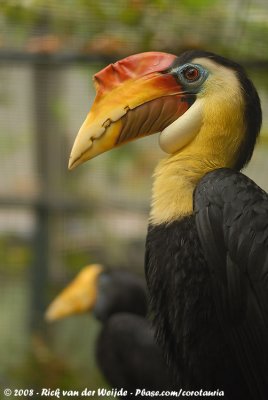 Maleise Jaarvogel / Sunda Wrinkled Hornbill