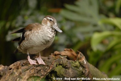 Ringtaling / Ringed Teal