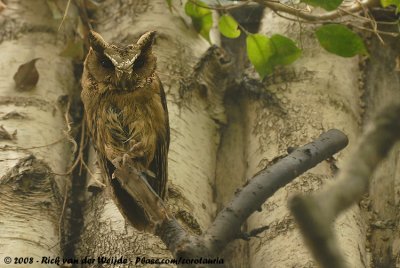 Indische Dwergooruil / Collared Scops Owl