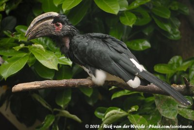 Trumpeter Hornbill  (Trompetneushoornvogel)
