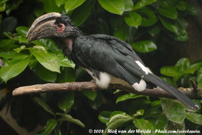 Trompetneushoornvogel / Trumpeter Hornbill