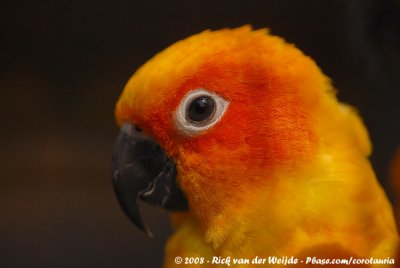 Zonparkiet / Sun Conure