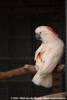 Molukkenkakatoe / Salmon-Crested Cockatoo