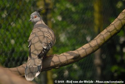 Spitskuifduif / Crested Pigeon