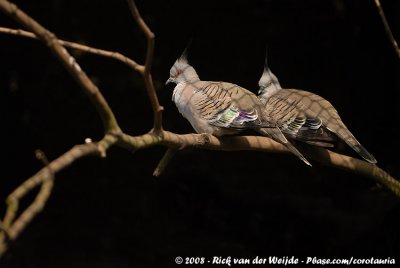 Spitskuifduif / Crested Pigeon