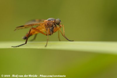 Golden Snipe Fly  (Ongevlekte Snipvlieg)