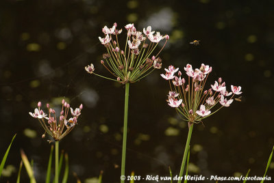 Zwanenbloem / Flowering Rush