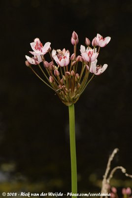 Zwanenbloem / Flowering Rush
