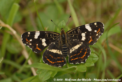 Map Butterfly<br><i>Araschnia levana levana</i>