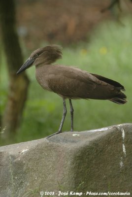 Hamerkop / Hamerkop