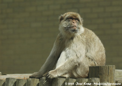Berberaap / Barbary Macaque