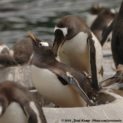 Ezelspingun / Gentoo Penguin