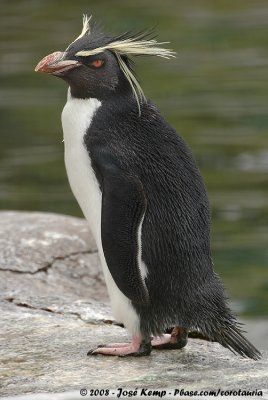 Noordelijke Rotspinguïn / Northern Rockhopper Penguin