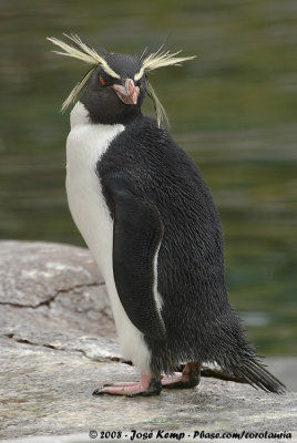 Rotspingun / Rockhopper Penguin