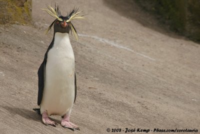 Southern Rockhopper Penguin  (Rotspingun)