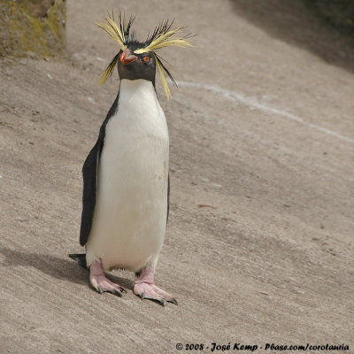 Rotspingun / Rockhopper Penguin