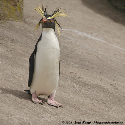 Noordelijke Rotspinguïn / Northern Rockhopper Penguin