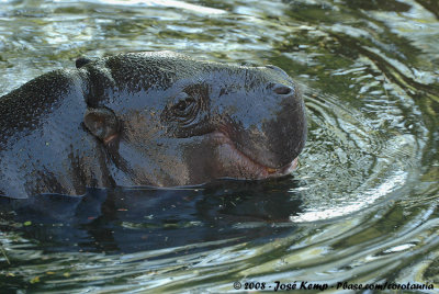 Dwergnijlpaard / Pygmy Hippopotamus