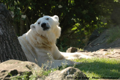 IJsbeer / Polar Bear