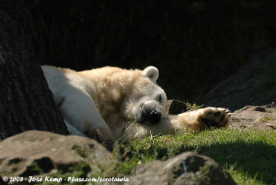 IJsbeer / Polar Bear