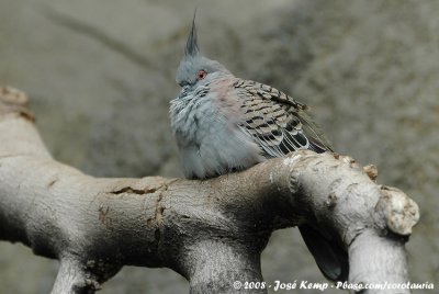 Spitskuifduif / Crested Pigeon