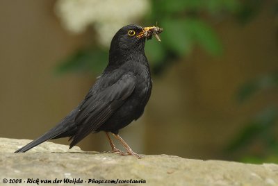 Common BlackbirdTurdus merula merula