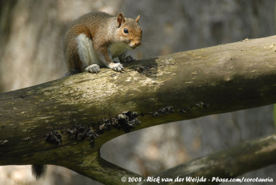 Grijze Eekhoorn / Eastern Grey Squirrel