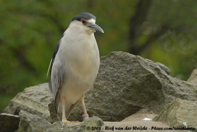 Kwak / Black-Crowned Night-Heron