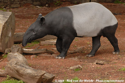 Maleise Tapir / Malayan Tapir