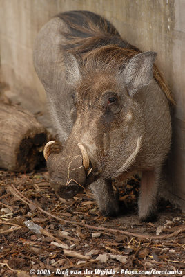 Knobbelzwijn / Warthog