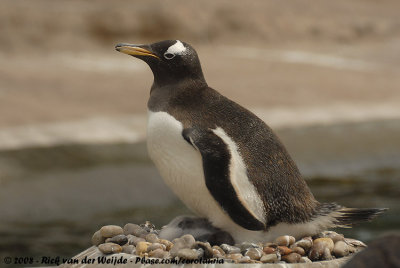 Ezelspinguïn / Gentoo Penguin