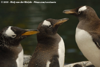 Ezelspinguïn / Gentoo Penguin