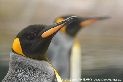 King Penguin  (Koningspingun)