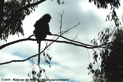 Gelada / Gelada Baboon