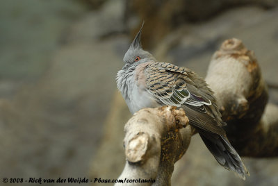 Spitskuifduif / Crested Pigeon