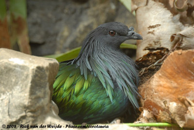 Manenduif / Nicobar Pigeon