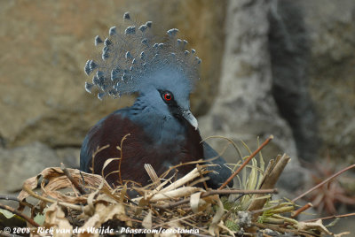 Victoriakroonduif / Victoria Crowned Pigeon