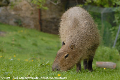 Capibara / Capybara