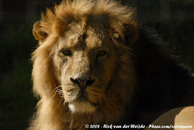 Asian LionPanthera leo leo