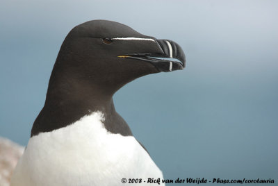 Alk / Razorbill