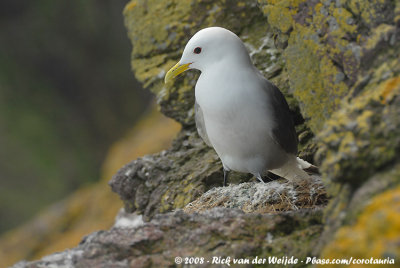 Black-Legged KittiwakeRissa tridactyla tridactyla